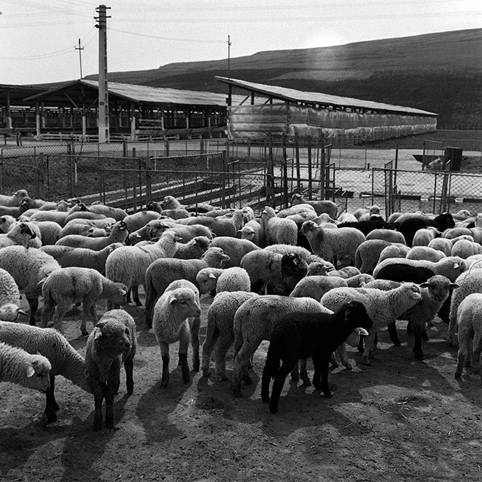 minerva_1970_Agrare_c1_c7r1_021