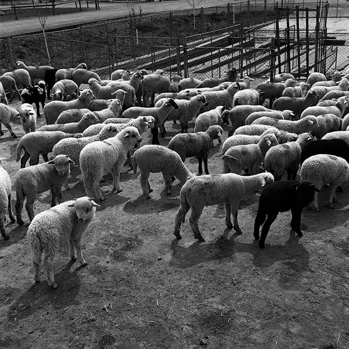 minerva_1970_Agrare_c1_c7r1_022