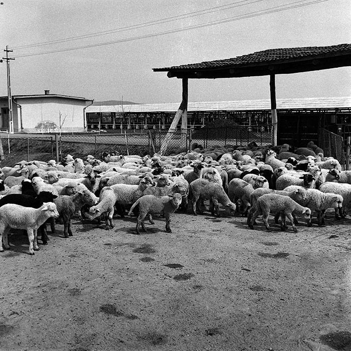 minerva_1970_Agrare_c1_c7r1_023