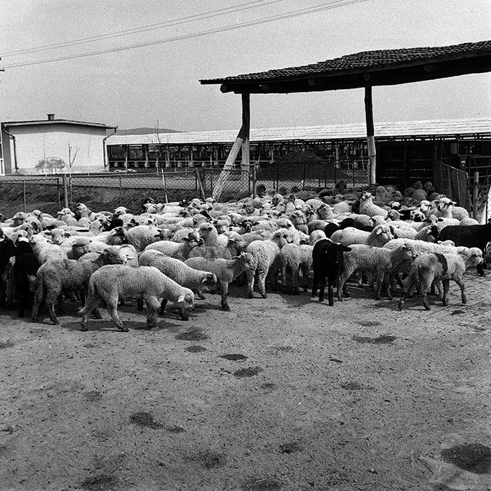 minerva_1970_Agrare_c1_c7r1_024