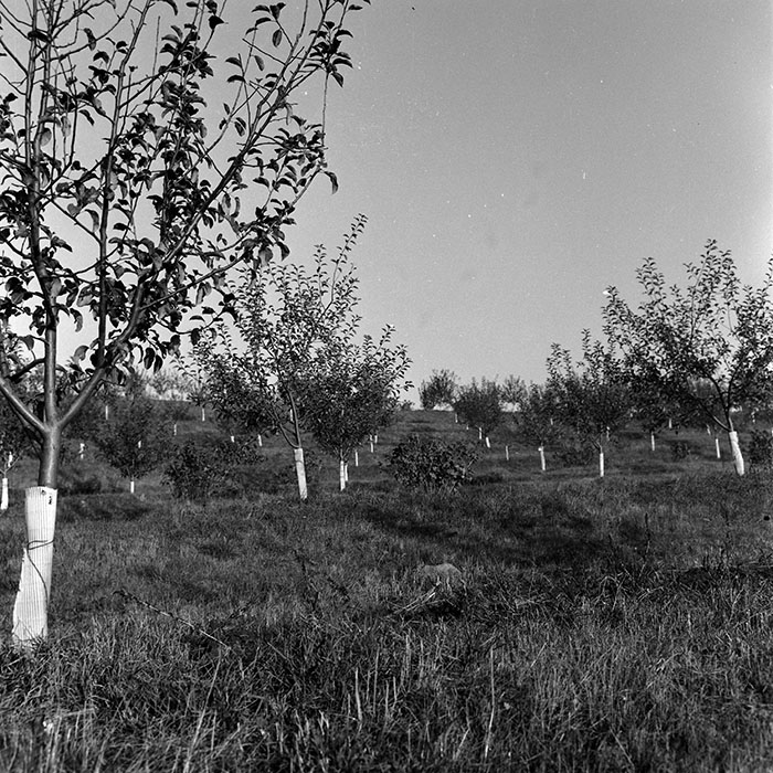 minerva_1970_Agrare_c1_c7r4_027