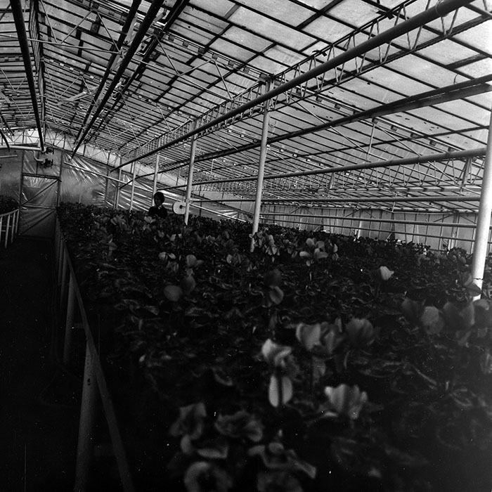 minerva_1970_Agrare_c1_c7r4_033