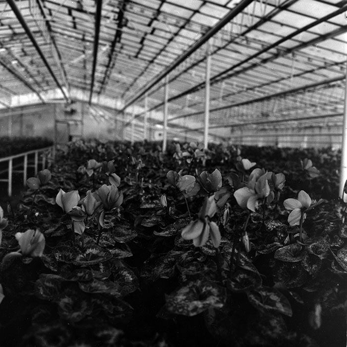 minerva_1970_Agrare_c1_c7r4_034