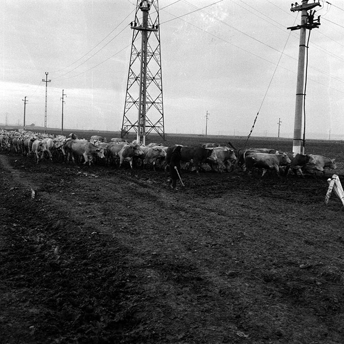 minerva_1970_Agrare_c1_c7r5_023