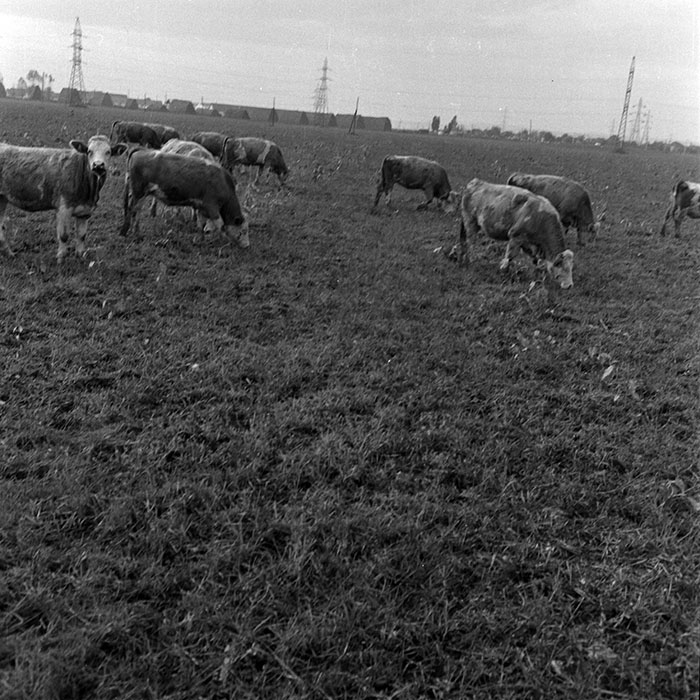 minerva_1970_Agrare_c1_c7r5_034