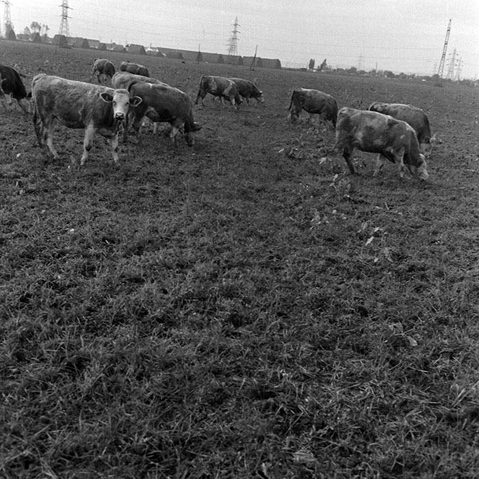 minerva_1970_Agrare_c1_c7r5_035