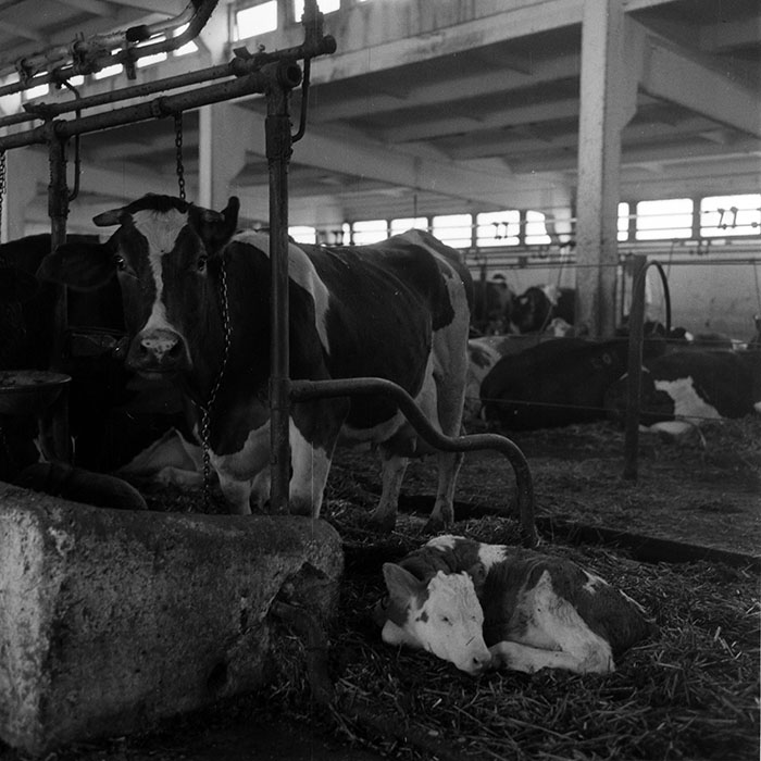 minerva_1970_Agrare_c1_c7r5_044