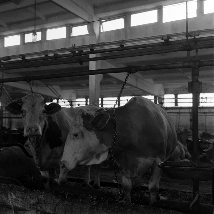 minerva_1970_Agrare_c1_c7r5_045