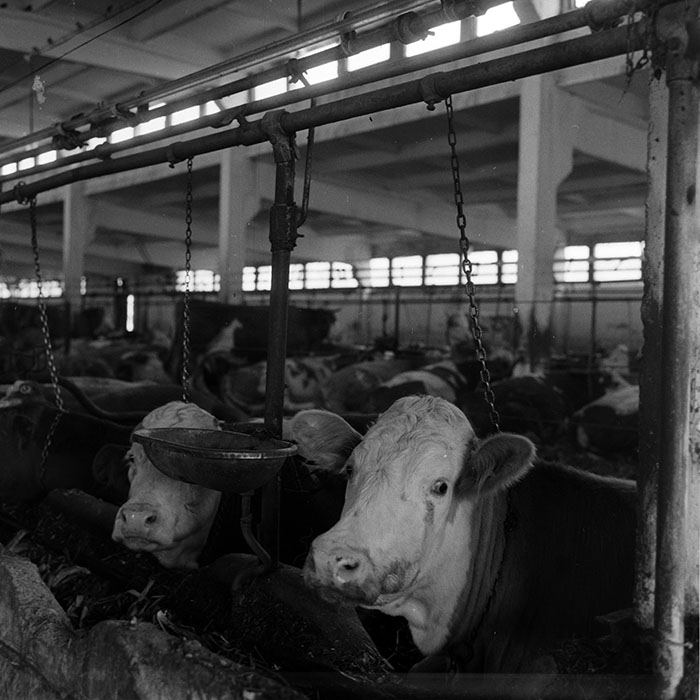 minerva_1970_Agrare_c1_c7r5_046