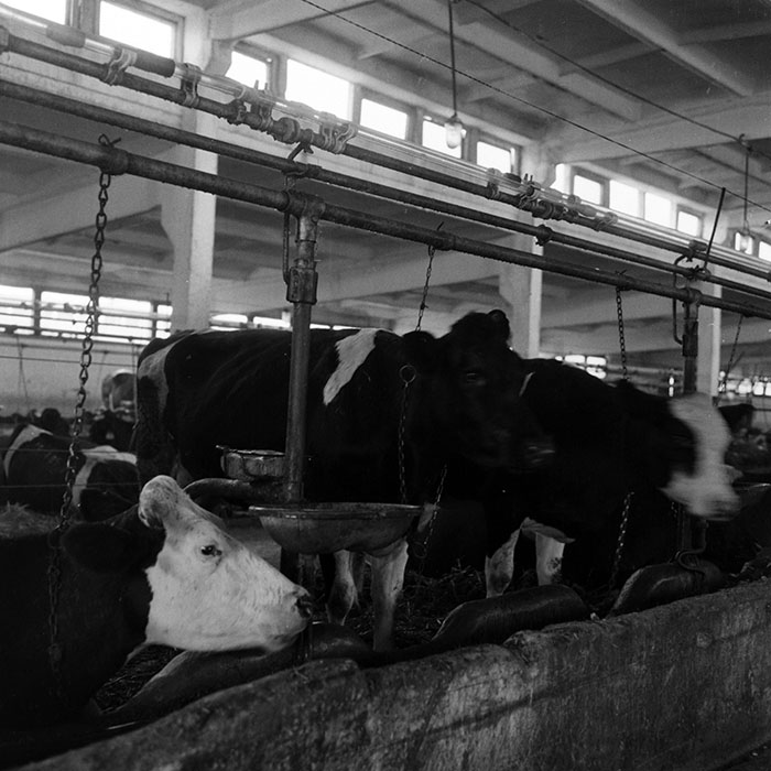 minerva_1970_Agrare_c1_c7r5_052