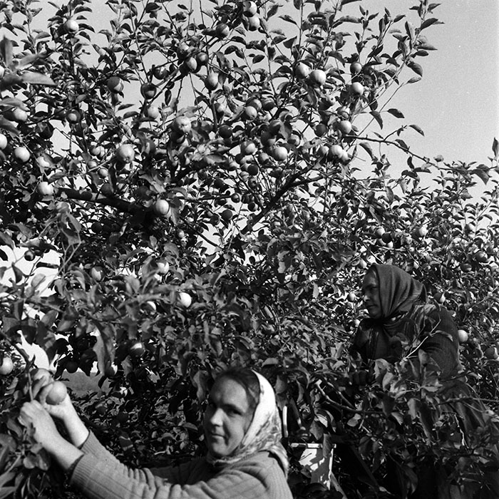 minerva_1970_Agrare_c1_c8r1_001