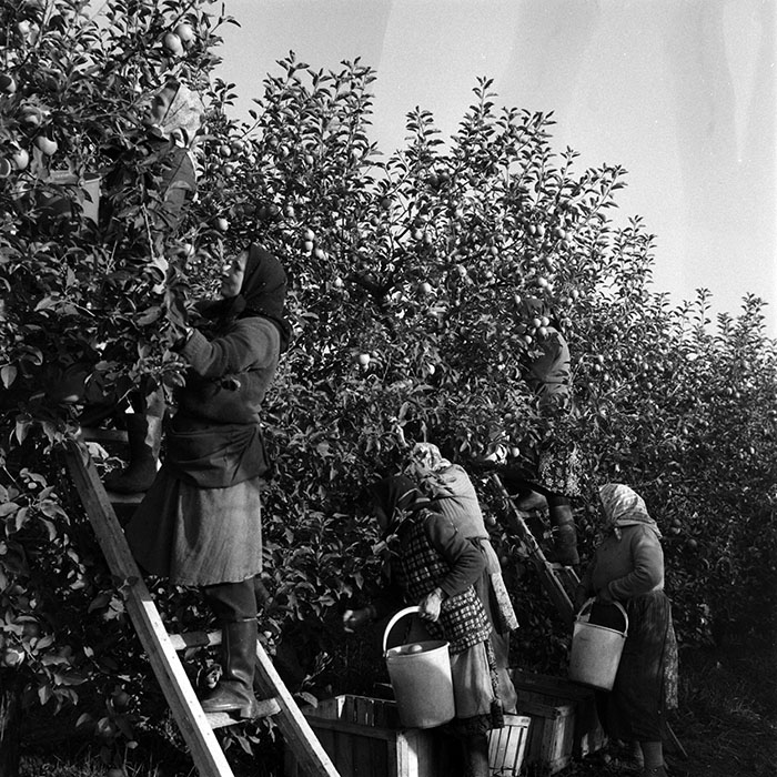 minerva_1970_Agrare_c1_c8r1_003