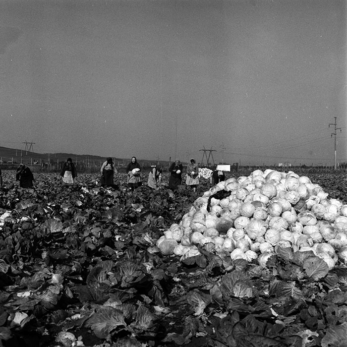 minerva_1970_Agrare_c1_c8r1_010