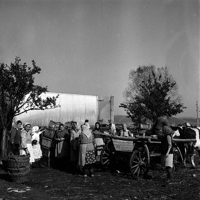 minerva_1970_Agrare_c1_c8r1_012