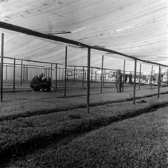 minerva_1970_Agrare_c1_c8r4_006