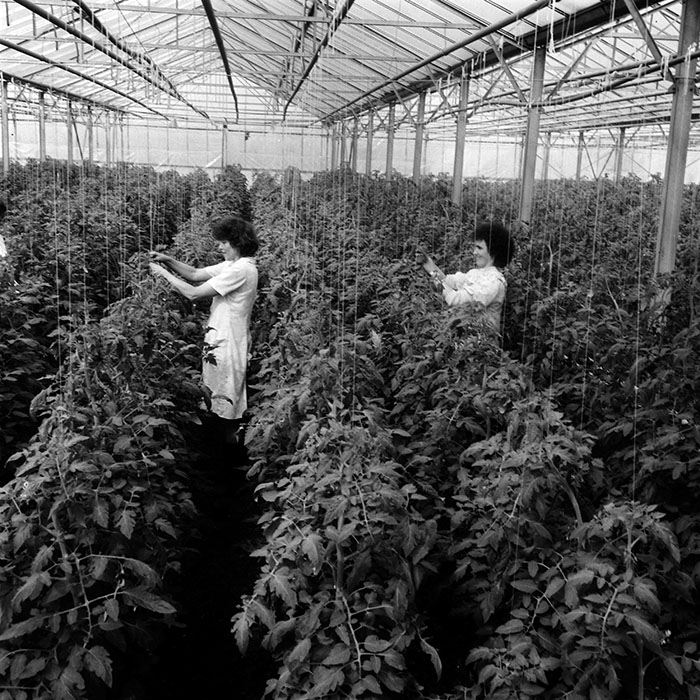 minerva_1970_Agrare_c1_c8r4_016