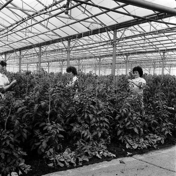 minerva_1970_Agrare_c1_c8r4_018