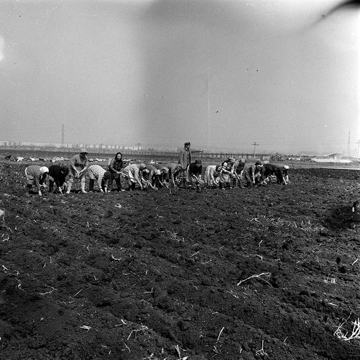 minerva_1970_Agrare_c1_c8r4_024