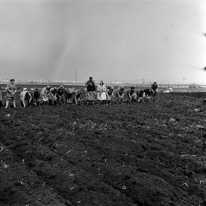 minerva_1970_Agrare_c1_c8r4_025