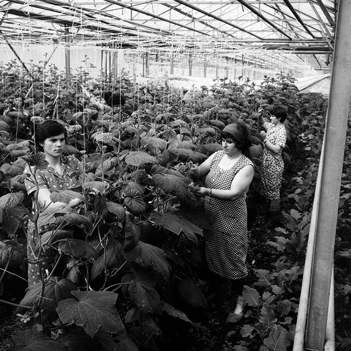 minerva_1970_Agrare_c1_c8r4_034