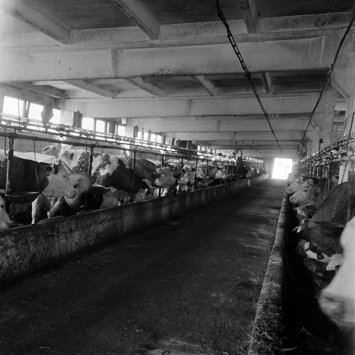 minerva_1970_Agrare_c1_c8r4_036