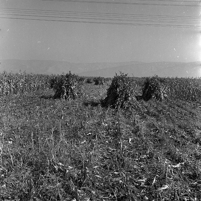 minerva_1970_Agrare_c1_c8r5_010