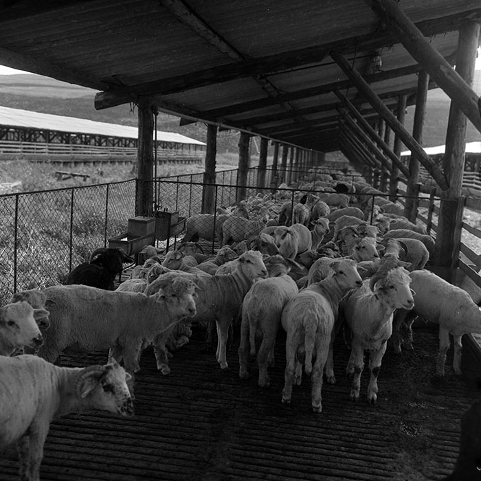 minerva_1970_Agrare_c1_c9r2_001