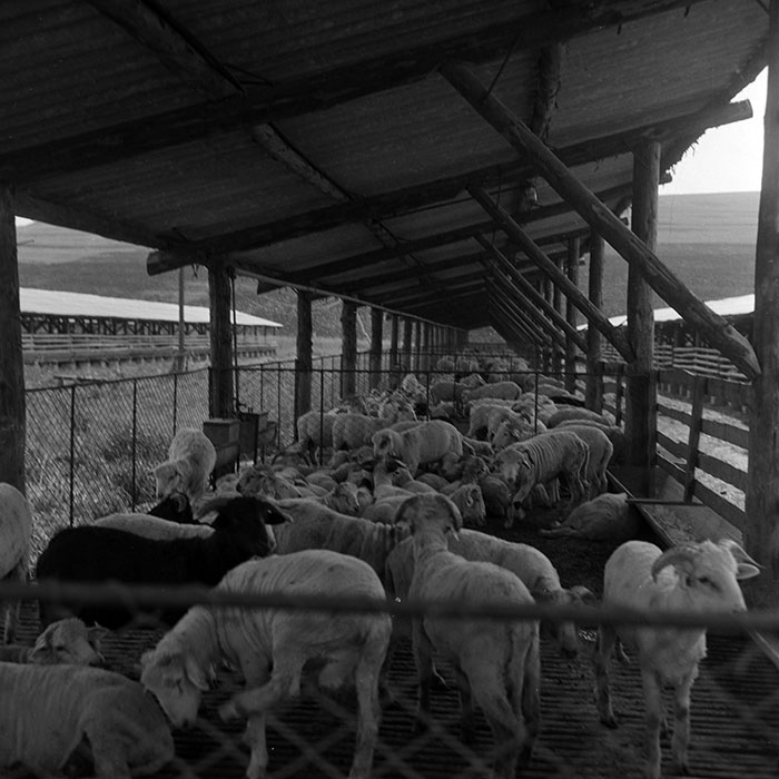 minerva_1970_Agrare_c1_c9r2_002