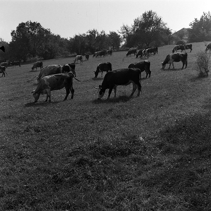 minerva_1970_Agrare_c1_c9r3_024