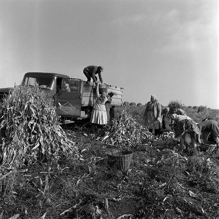 minerva_1970_Agrare_c1_c9r5_005