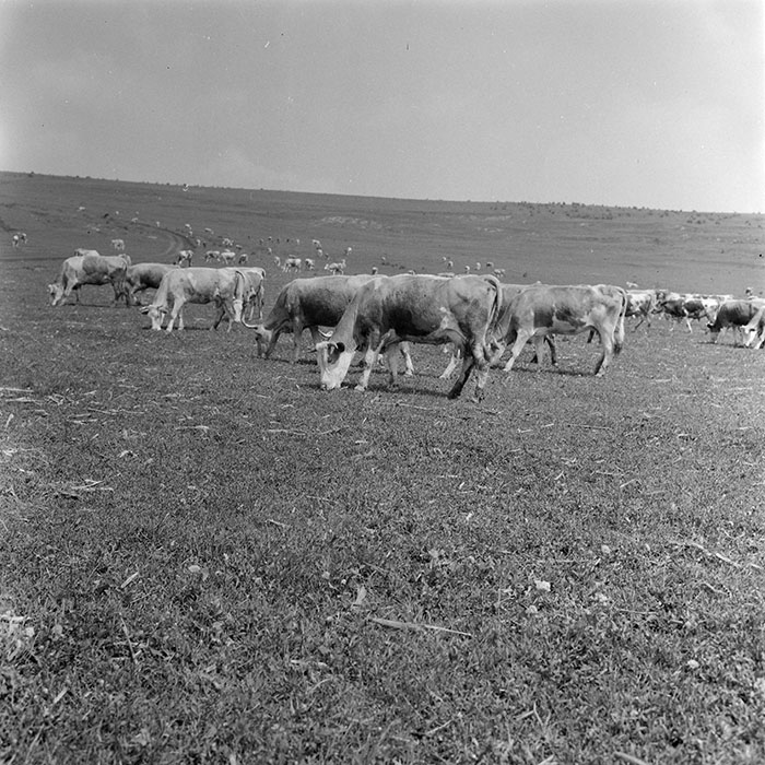 minerva_1971_c3_c2r2_002