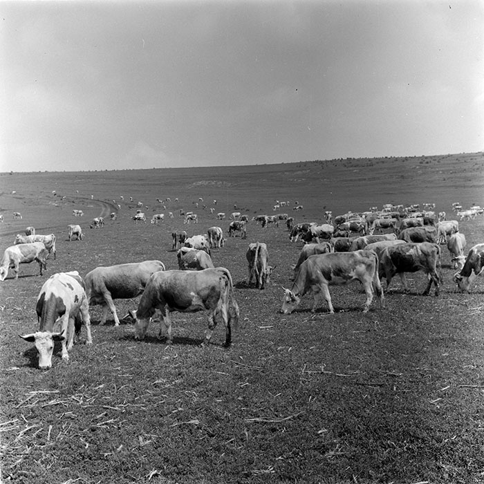 minerva_1971_c3_c2r2_004