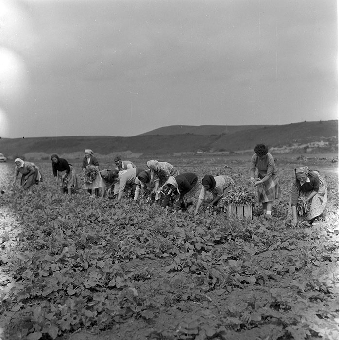 minerva_1971_c3_c2r5_004