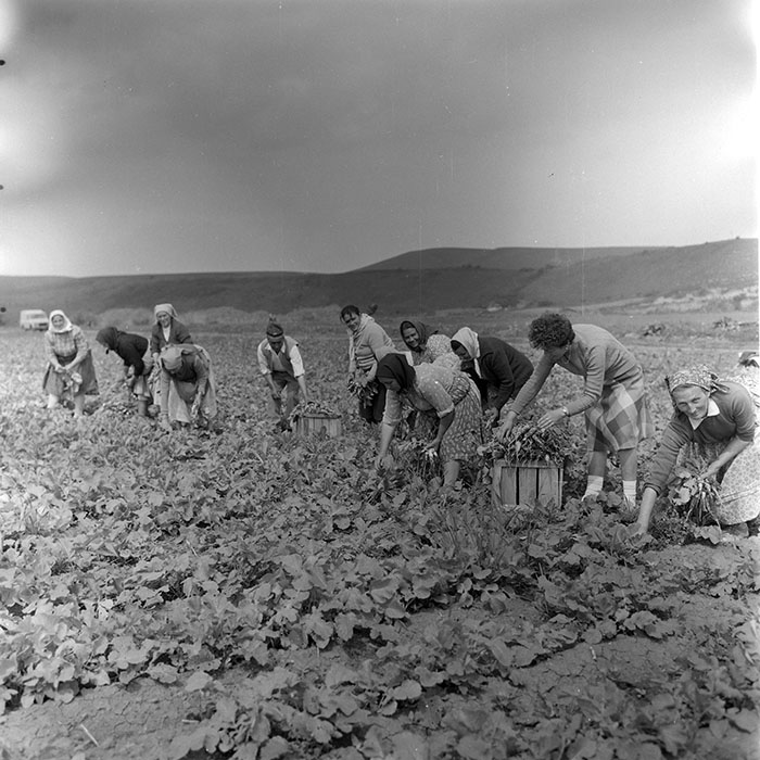 minerva_1971_c3_c2r5_005