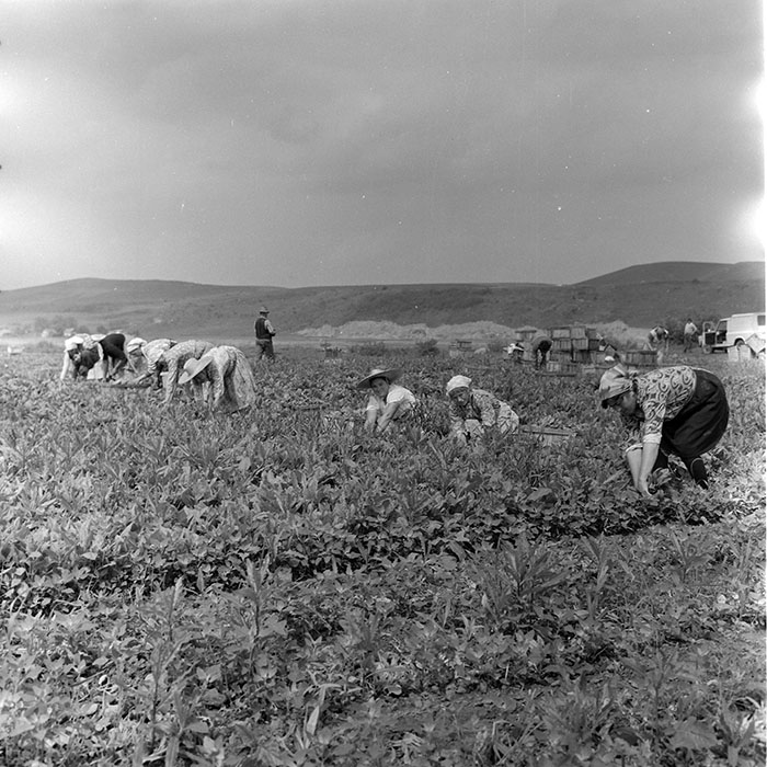 minerva_1971_c3_c2r5_006