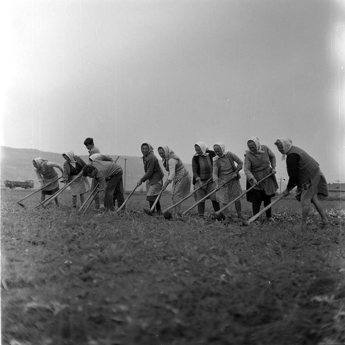 minerva_1971_c3_c3r1_006