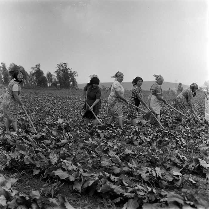 minerva_1971_c3_c3r1_013