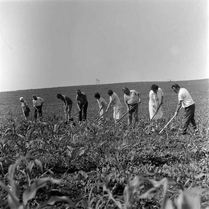 minerva_1971_c3_c3r1_019