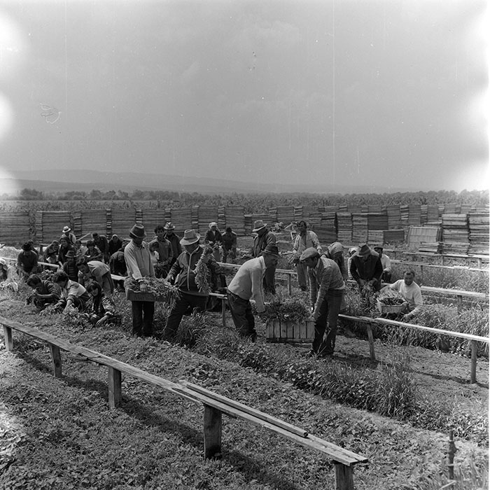 minerva_1971_c3_c4r4_019