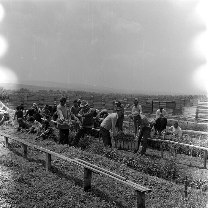 minerva_1971_c3_c4r4_020