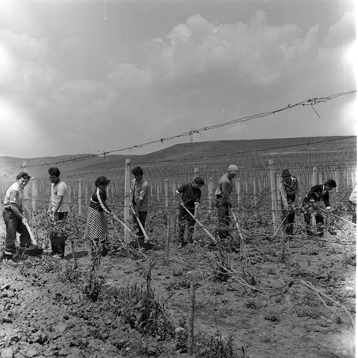 minerva_1971_c3_c4r4_023