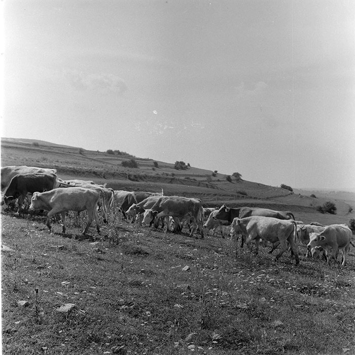 minerva_1971_c3_c7r3_002