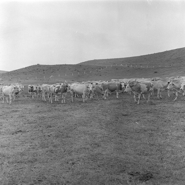 minerva_1971_c3_c7r4_001