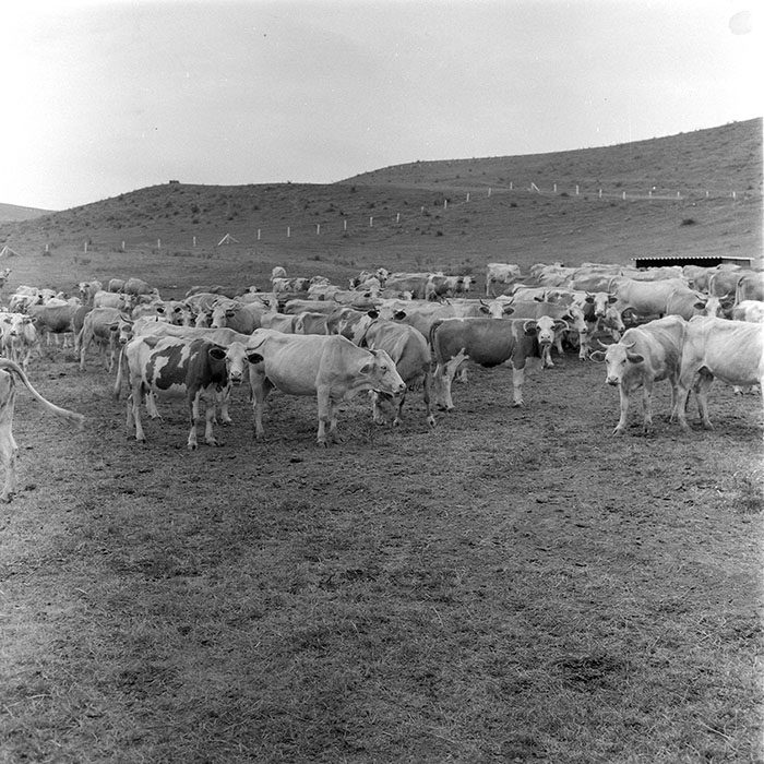 minerva_1971_c3_c7r4_003