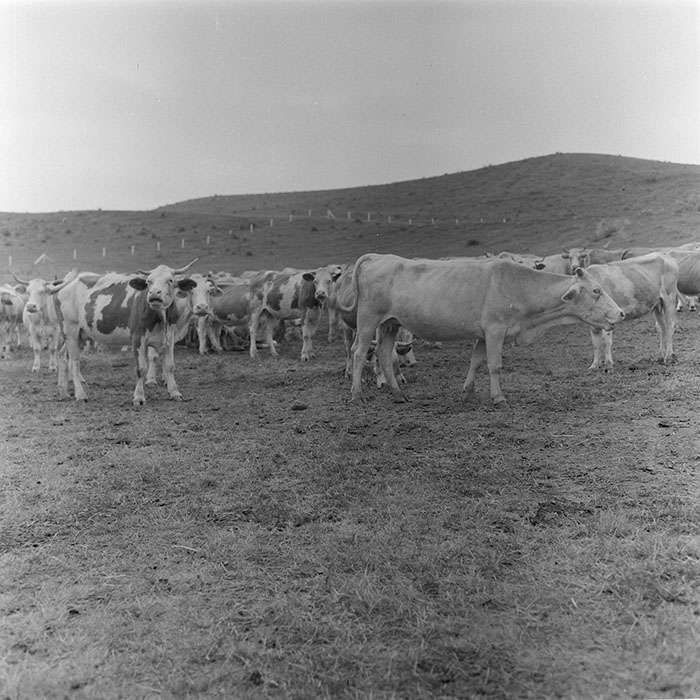 minerva_1971_c3_c7r4_004