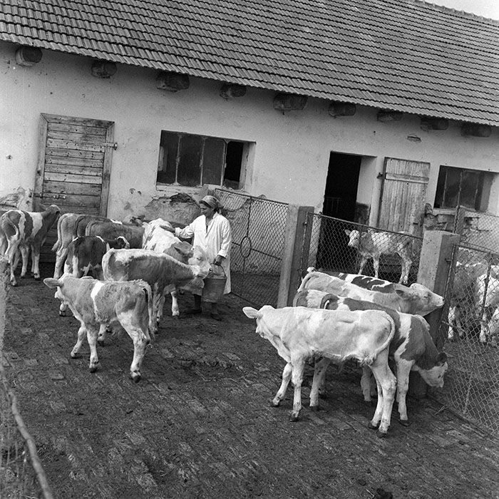 minerva_1972_c4_c1r5_008