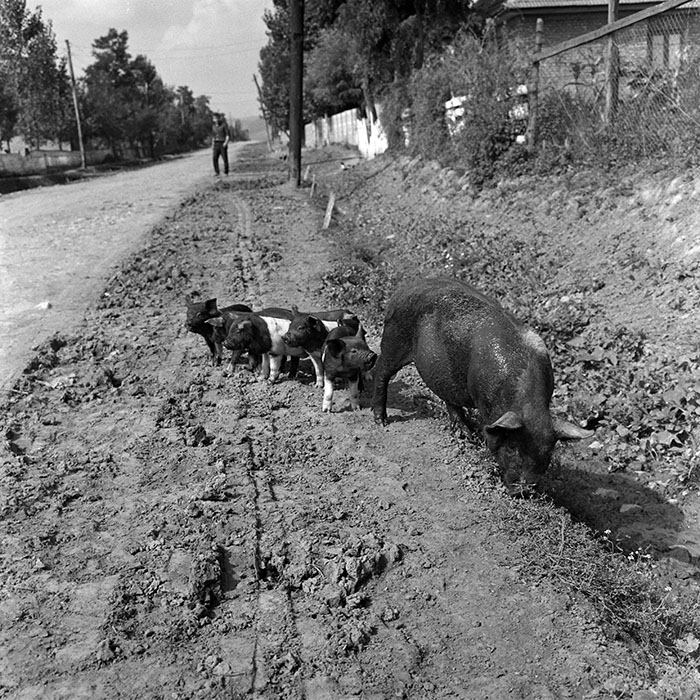 minerva_1972_c4_c2r1_004