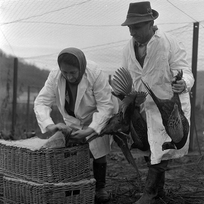 minerva_1972_c4_c5r4_001