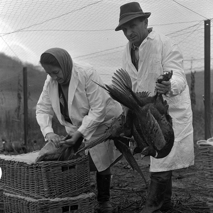 minerva_1972_c4_c5r4_002