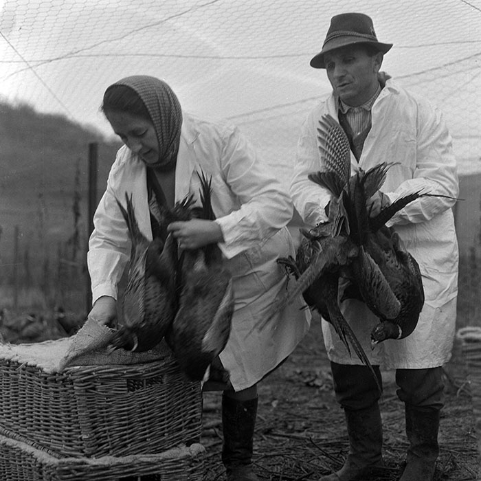 minerva_1972_c4_c5r4_003